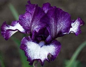 Magic Valley Iris Society