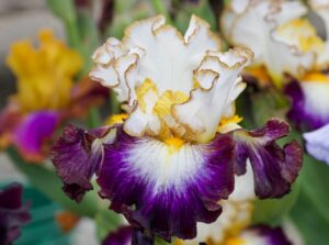Magic Valley Iris Society (MVIS) provides educational guidance on planting & growing irises.