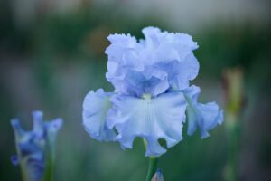 Magic Valley Iris Society (MVIS) provides educational guidance on planting & growing irises.