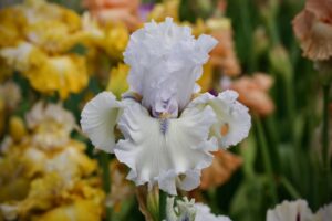 Magic Valley Iris Society (MVIS) provides educational guidance on planting & growing irises.