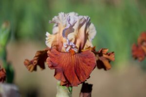 Magic Valley Iris Society (MVIS) provides educational guidance on planting & growing irises.