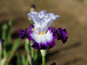 Magic Valley Iris Society (MVIS) provides educational guidance on planting & growing irises.