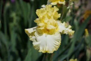 Magic Valley Iris Society (MVIS) provides educational guidance on planting & growing irises.