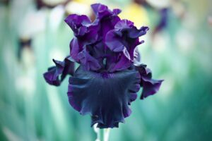 Magic Valley Iris Society (MVIS) provides educational guidance on planting & growing irises.