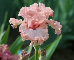 Magic Valley Iris Society (MVIS) provides educational guidance on planting & growing irises.