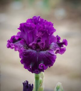 Magic Valley Iris Society (MVIS) provides educational guidance on planting & growing irises.