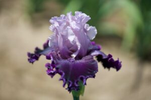 Magic Valley Iris Society (MVIS) provides educational guidance on planting & growing irises.