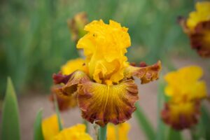 Magic Valley Iris Society (MVIS) provides educational guidance on planting & growing irises.