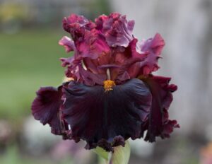 Magic Valley Iris Society (MVIS) provides educational guidance on planting & growing irises.