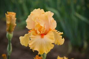 Magic Valley Iris Society (MVIS) provides educational guidance on planting & growing irises.