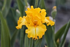 Magic Valley Iris Society (MVIS) provides educational guidance on planting & growing irises.