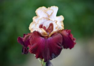 Magic Valley Iris Society (MVIS) provides educational guidance on planting & growing irises.