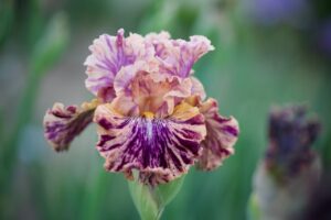 Magic Valley Iris Society (MVIS) provides educational guidance on planting & growing irises.