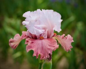 Magic Valley Iris Society (MVIS) provides educational guidance on planting & growing irises.