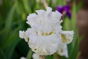 Magic Valley Iris Society (MVIS) provides educational guidance on planting & growing irises.