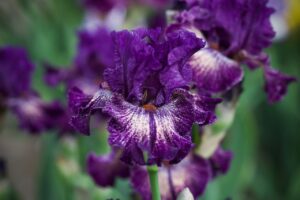Magic Valley Iris Society (MVIS) provides educational guidance on planting & growing irises.