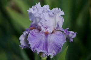 Magic Valley Iris Society (MVIS) provides educational guidance on planting & growing irises.
